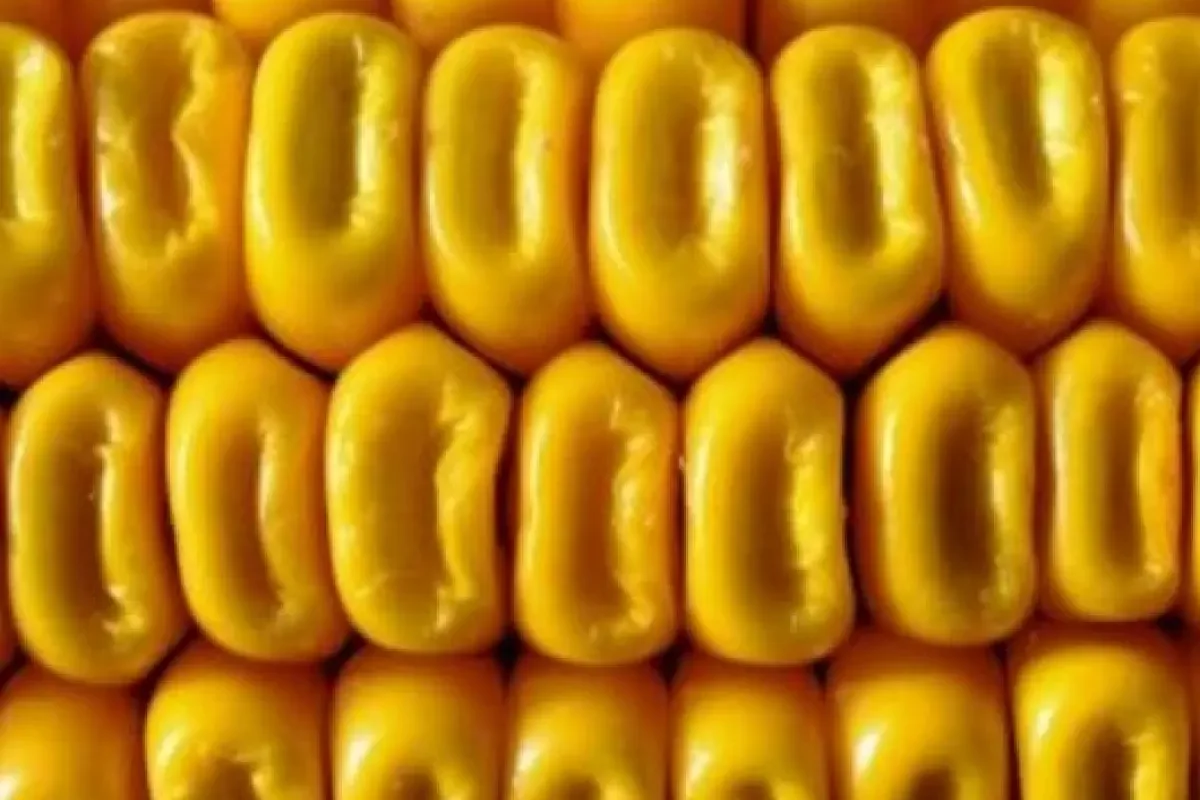 US Corn Futures Rally as Rapid Planting Progress Boosts Market Sentiment