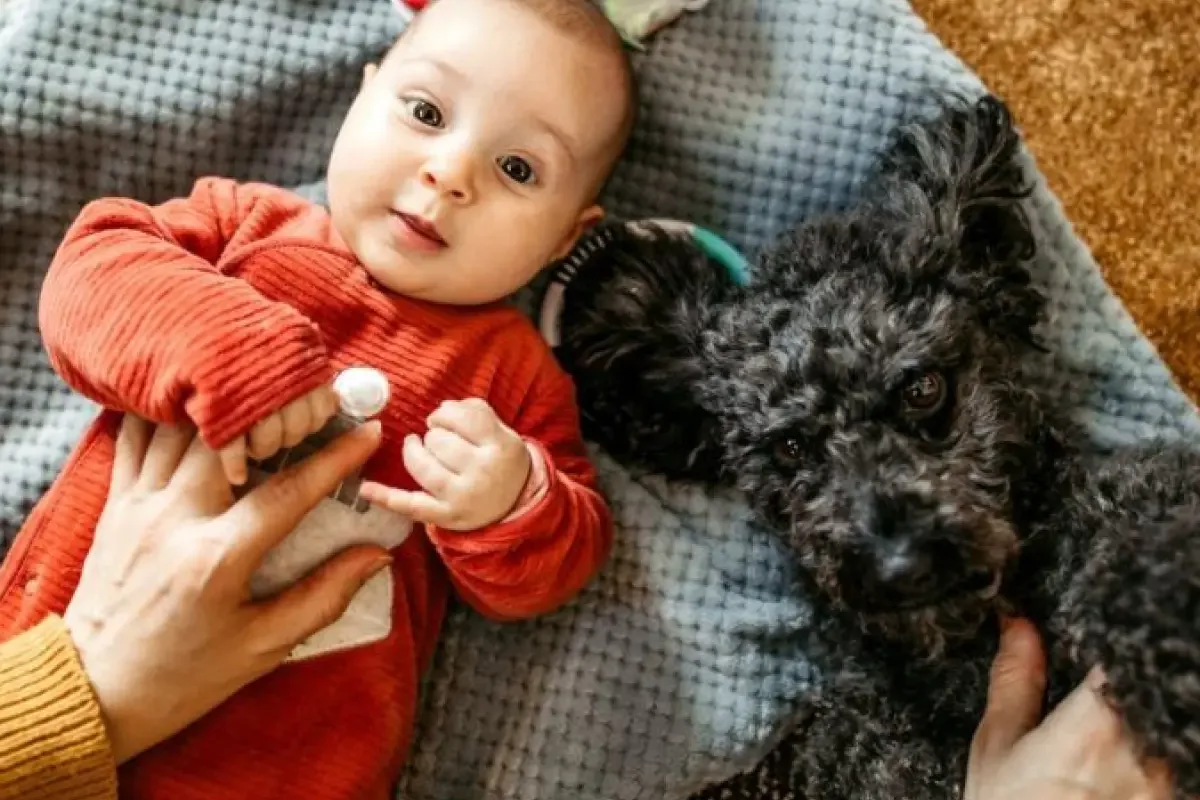 Kehadiran Anjing di Tempat Umum Picu Perdebatan Global