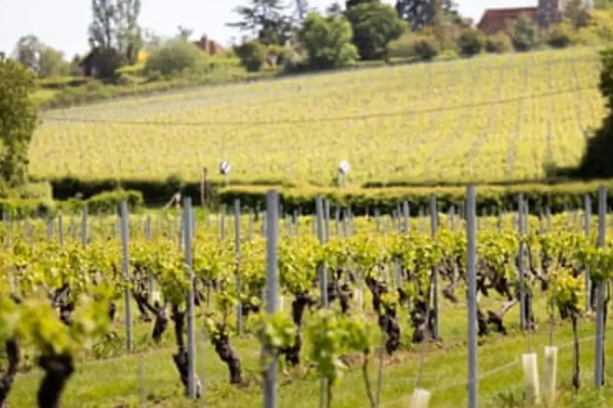 Crouch Valley English Wines Review: A Rising Global Contender