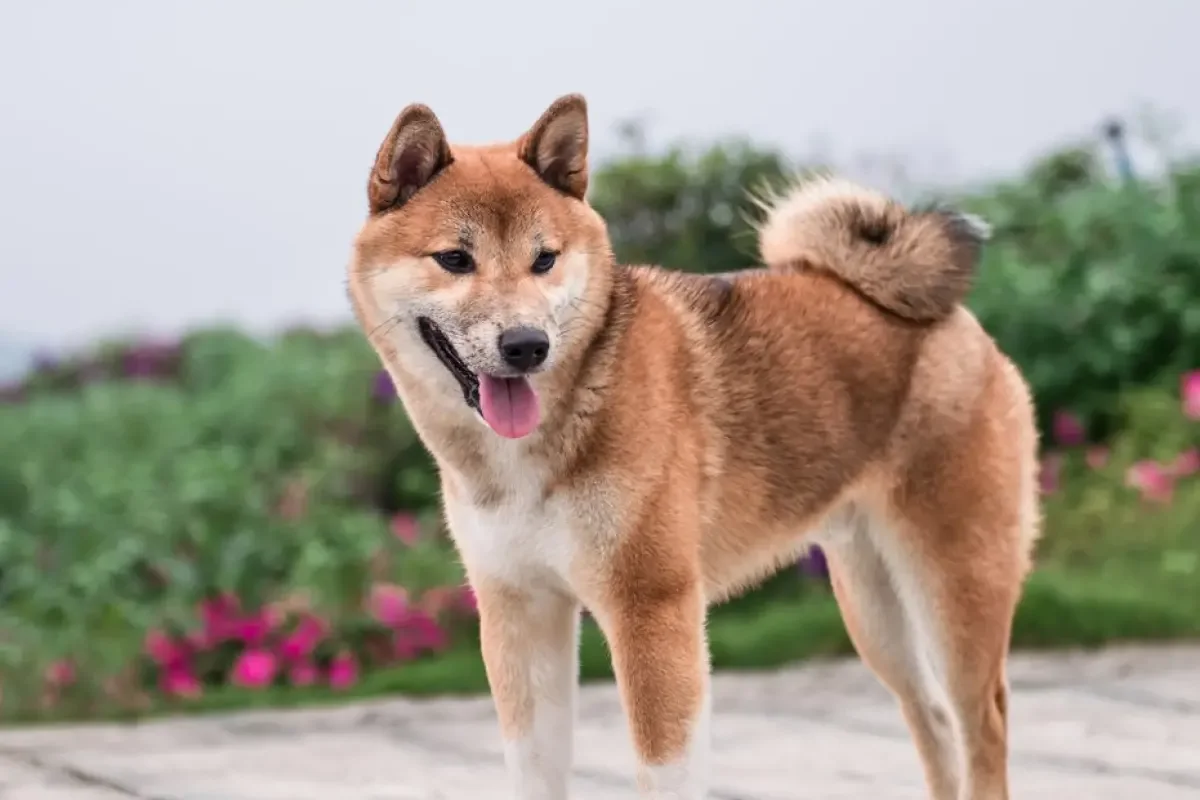 Dogecoin Dinilai Punya Potensi Bertahan dalam Satu Dekade ke Depan