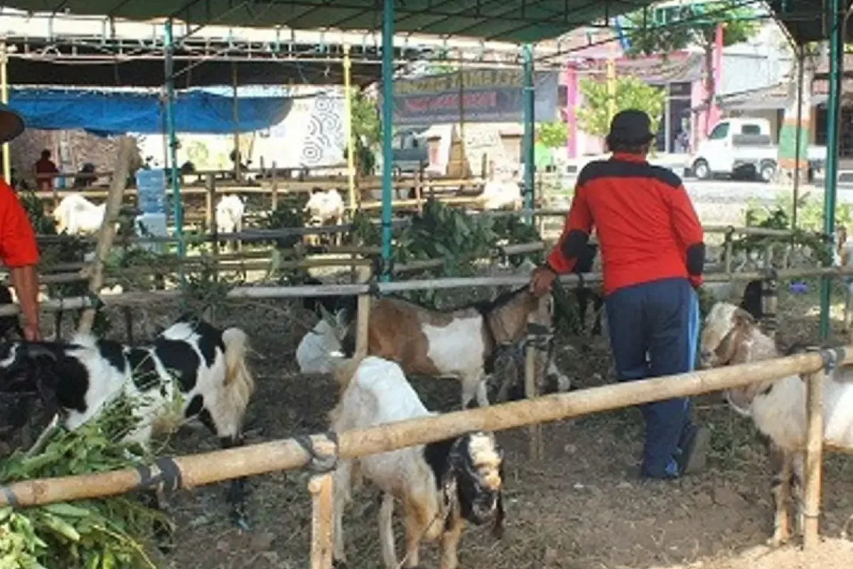 IPB University Ingatkan Pentingnya Pilih Hewan Kurban Bebas Zoonosis