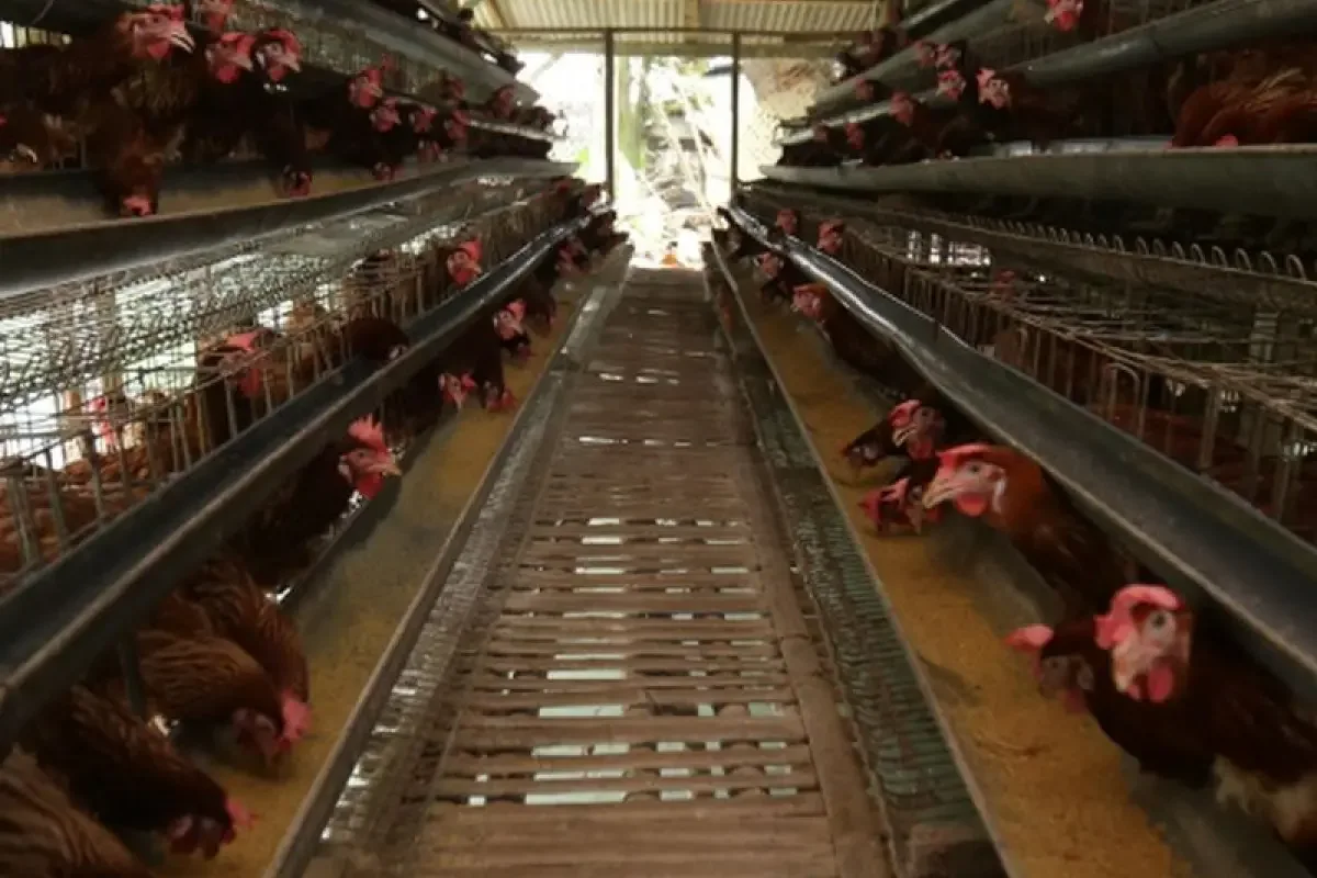 Pemerintah Optimalkan Penyerapan Telur dan Ayam Lewat Makan Bergizi Gratis