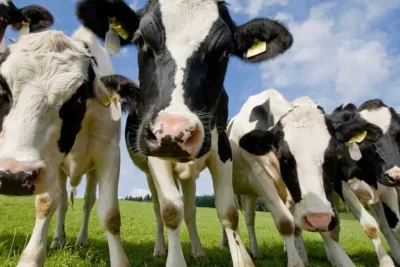 Cattle Futures Post Strong Weekly Gains; Hog Downtrend Continues