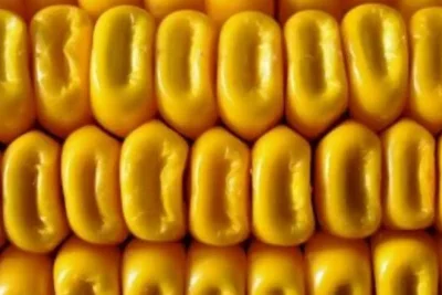 US Corn Futures Rally as Rapid Planting Progress Boosts Market Sentiment
