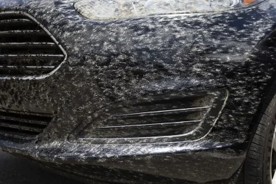 Lovebug Swarms Return to Florida Despite Long-Term Population Decline