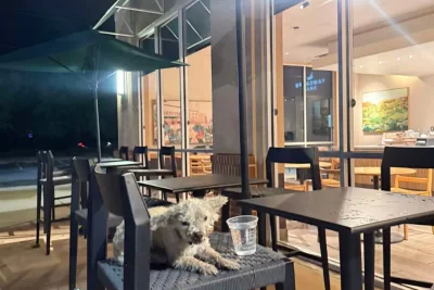 Humane Society Tightens Event Safety After Shelter Dog Kills Poodle at Marathon