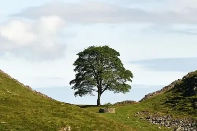 National Trust Selects Winning Artwork for Felled Sycamore Gap Tree