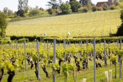 Crouch Valley English Wines Review: A Rising Global Contender
