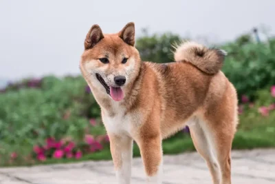 Dogecoin Dinilai Punya Potensi Bertahan dalam Satu Dekade ke Depan