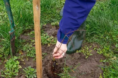 Chester Zoo Plants 5,200 Trees to Boost Biodiversity and Test Soil Fungi