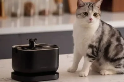 Pakar Kucing Bagikan Alat Pengayaan Esensial untuk Atasi Kebosanan Kucing