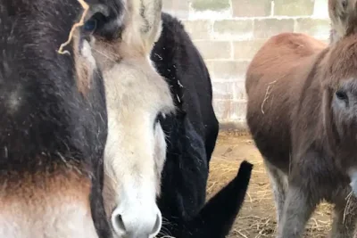 Leatherhead Donkey Derby Cancels Races Over Extreme May Heatwave