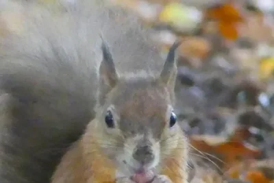 King Charles III Backs Red Squirrel Conservation with Contraceptive Initiative in Yorkshire