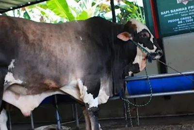 Prabowo Salurkan 1.098 Sapi Kurban Senilai Rp100 Miliar