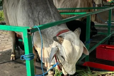 DJP Pastikan Transaksi Jual Beli Hewan Kurban Bebas PPN