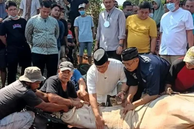 Umat Islam Siapkan Penyembelihan Hewan Kurban Idul Adha 2026