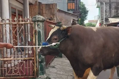 Warga Bogor Jaga Sapi Kurban Prabowo dan Sewa Jagal Profesional