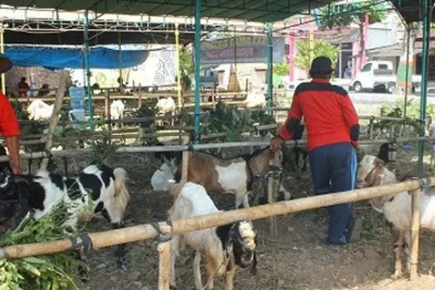 IPB University Ingatkan Pentingnya Pilih Hewan Kurban Bebas Zoonosis