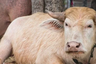 Kerbau Albino Berambut Pirang Mirip Donald Trump Viral di Bangladesh