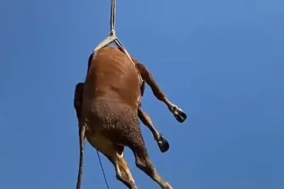 Sapi Kurban Lepas di Klaten Dievakuasi dengan Crane