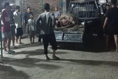 Polisi Tembak Kerbau Kurban yang Lepas dan Mengamuk di Kudus