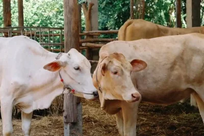 Pria di Karanganyar Sembelih Dua Sapi Milik Ayah karena Tak Dilibatkan Kurban