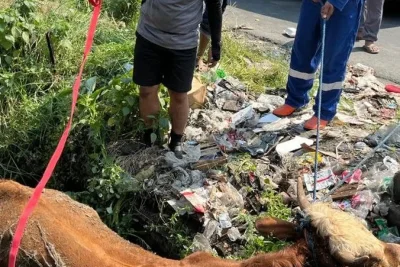 Sapi Kurban Mengamuk dan Tercebur ke Selokan di Sukoharjo