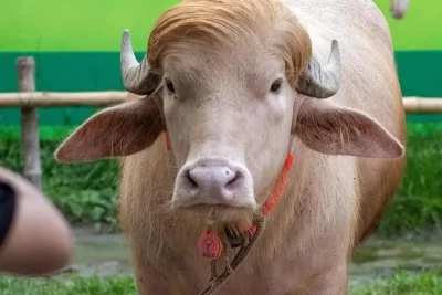 Kerbau Albino Donald Trump Batal Disembelih Usai Viral di Bangladesh
