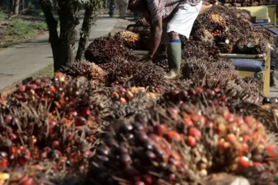 POPSI Usul Danantara Jadi Pengawas Sistem Perdagangan Sawit Nasional
