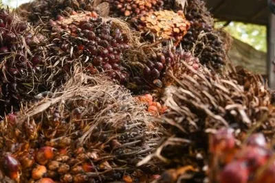 Wamentan Minta Kepala Daerah Tegakkan Aturan Harga Sawit Petani