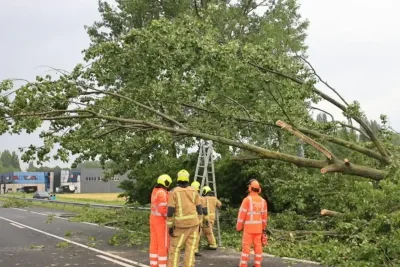 Severe Storm Knocks Down Trees and Disrupts Traffic on A13 Highway