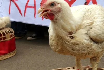 Kementan Gelar Rapat Koordinasi Atasi Anjloknya Harga Ayam Hidup Peternak