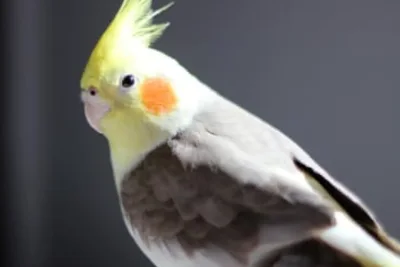 Study Finds Masturbation Common Among Wild and Captive Birds