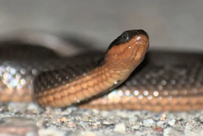 Pathogen Infections Threaten Pygmy Rattlesnakes With Extinction in Southeast