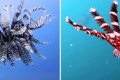 Mengenal Lili Laut, Hewan Purba yang Hidup Jauh Sebelum Dinosaurus