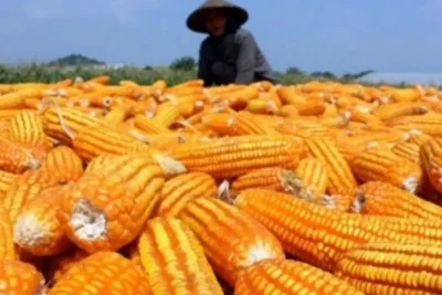 GNTI Gelar Panen Raya Jagung di Pesawaran untuk Perkuat Kedaulatan Pangan