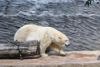 Netherlands' Oldest Polar Bear Huggies Dies at 32