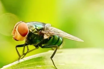 USDA Monitors Flesh-Eating Screwworm Case 25 Miles from US Border