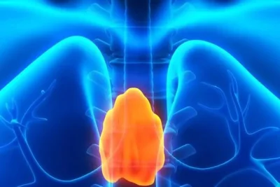 Studi Ungkap Kelenjar Thymus Berperan Besar Jaga Kesehatan Orang Dewasa