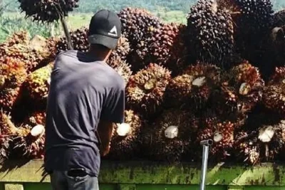 Kementerian ESDM dan Pemda Bagi Wewenang Izin Tambang serta Sawit