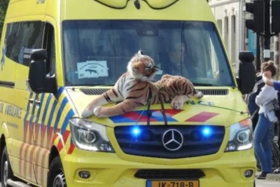 Amsterdam to Close Streets Near Artis Zoo for KinderBeestFeest Event