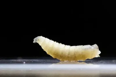 US Combats Flesh-Eating Screwworm Fly Outbreak in Texas