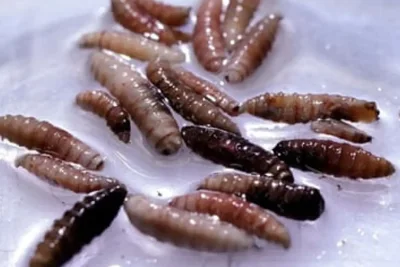 USDA Confirms First New World Screwworm Case in Texas Cattle Since 1960s