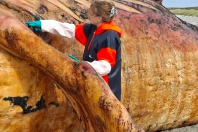 Scientists Complete Autopsy of Humpback Whale on Danish Island Amid Explosion Risk
