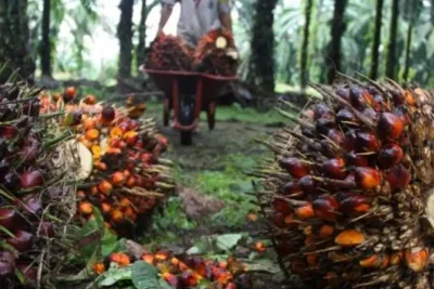 Kementan Buka Beasiswa SDM Kelapa Sawit 2026, Gratis Biaya Kuliah hingga Hidup