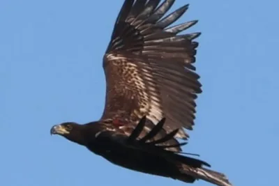 Police Search Snilesworth Estate for Missing White Tailed Eagle