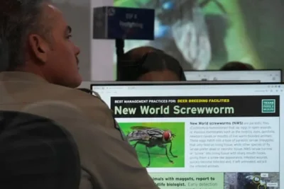 USDA Confirms Second Screwworm Case in Texas Cattle