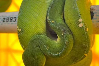 Kementerian Kehutanan Sita 103 Reptil Asli Indonesia di Bekasi