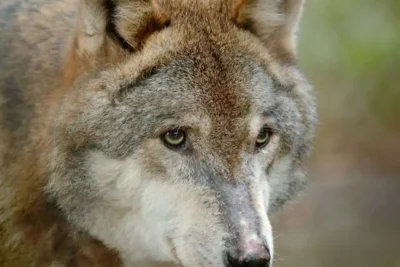 Cyclists Find Missing Elderly Man in Veluwe After Wolf Activity Halts Search