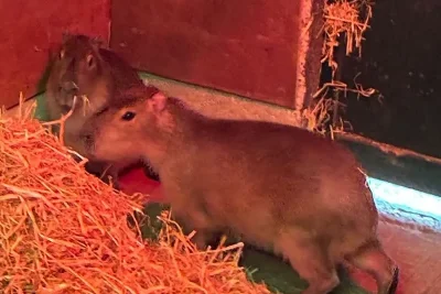 Marwell Zoo Intensifies Search for Escaped Capybara After Fresh Sightings